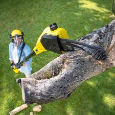 How Our Tree Care Process Works  in  Danville, IL