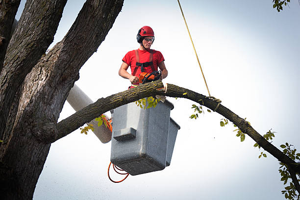 Danville, IL Tree Services Company